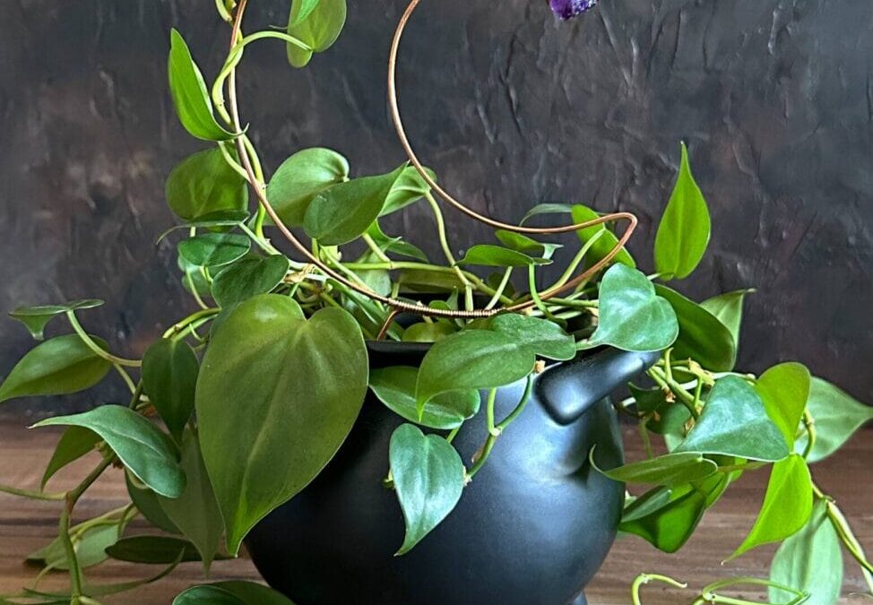 Embrace the Magick: 13 Crystals for Enchanting House Plant Magick