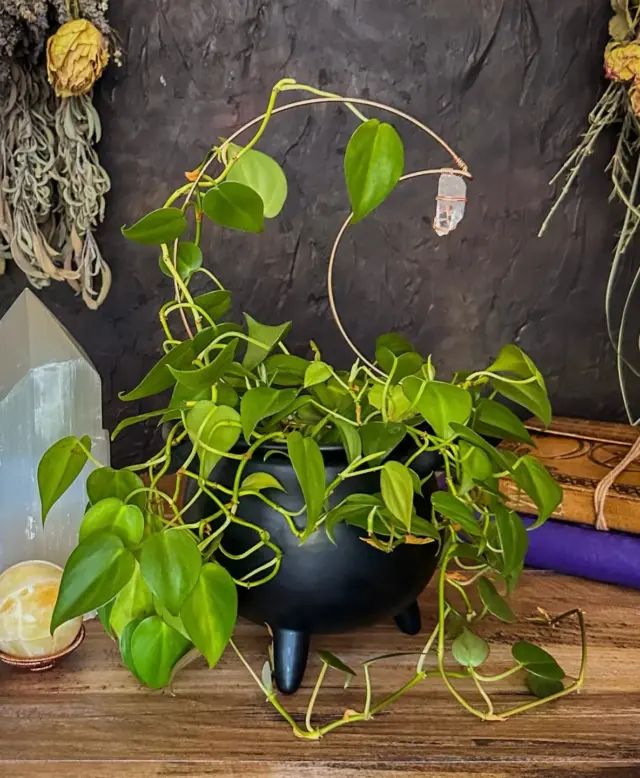 Crystals aren’t just for your altar—they belong in your garden too. 

Clear quartz amplifies energy, making it a beautiful ally for plant growth and intention setting. 

Add this trellis to your green space to anchor your goals, invite clarity, and support the vibrant energy of your home.

Available in several shapes, sizes and with different crystal options ✨🌿✨

#magicalcreations #magicalsolutions #makingmagic #makeeverydaymagic #magictools #magicaltools #herenchantedcreations #everydaywitchcraft #everydaymagic #enchantedcreations #plantsandcrystals #crystalsandplants #crystalenergy